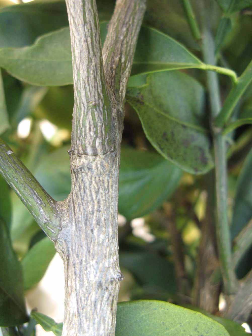              Second - third year twig (Winter Haven, FL)       